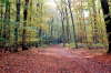 02/10 - Bassenheimer Wald