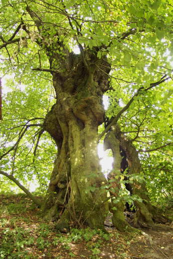 Baumallee, Hohler Baum (Sommer 2001)