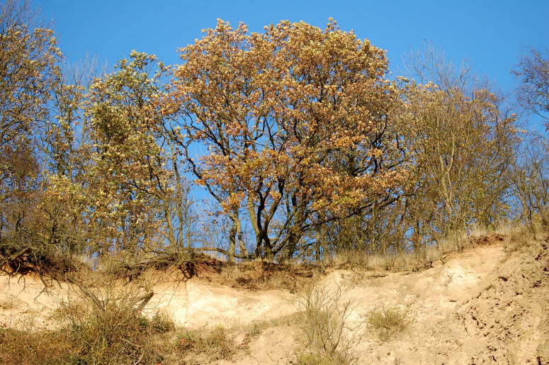 06 - Karmelenberg, Kraterrrand