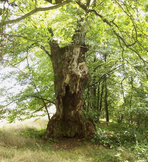 Baumallee, Halbhohler Baum  (Frhjahr 2002)