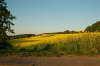 Feld im Martinstal <Bild 12 von 13>
