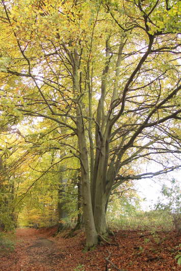 Baumgrupper in der Baumallee (Herbst 2001)