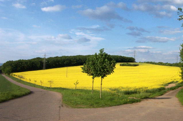 Rapsfeld nahe der Autobahnbrcke neben der Eiserenen Hand (Frhjahr 2003)