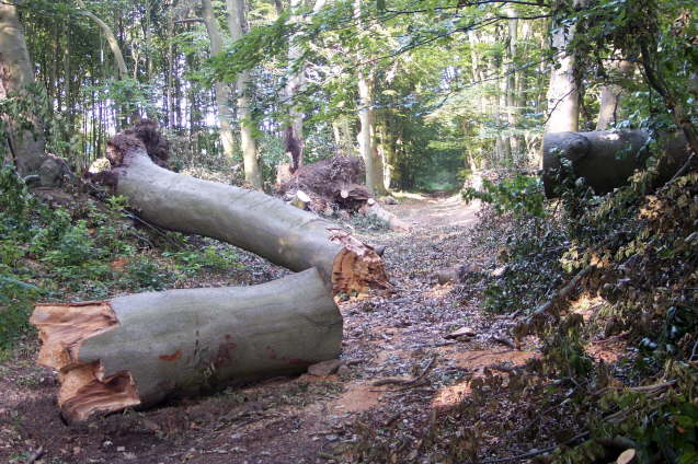 Zerborstene Bäume nach Pfingstunwetter (Sommer 2003)